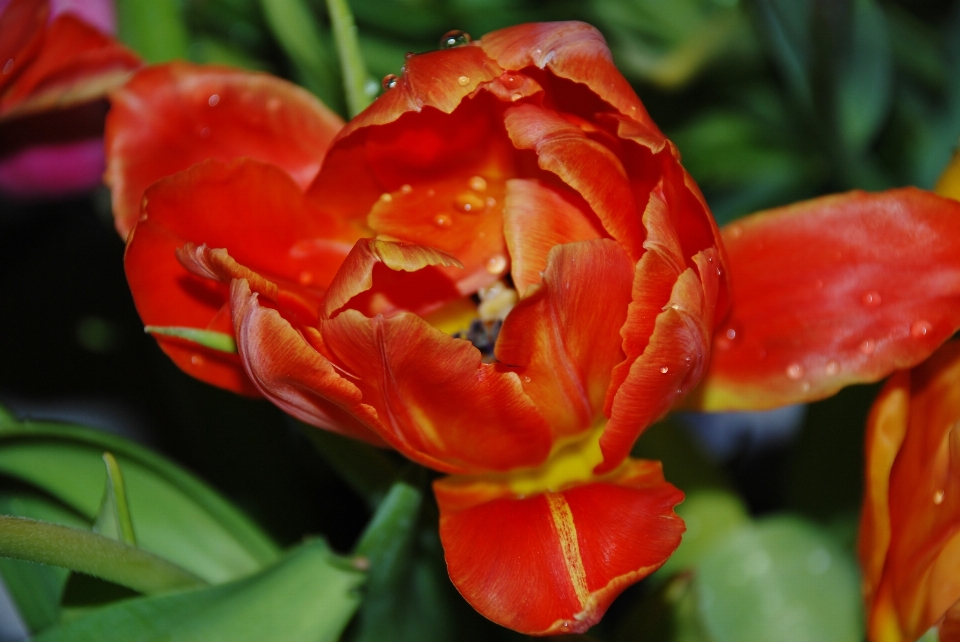 Natur blüte anlage blatt