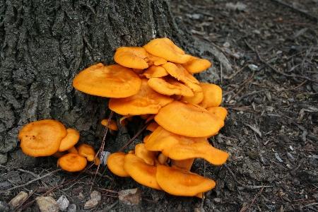 Growth leaf wild food Photo