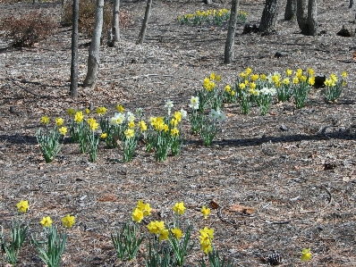 Forest outdoor blossom growth Photo