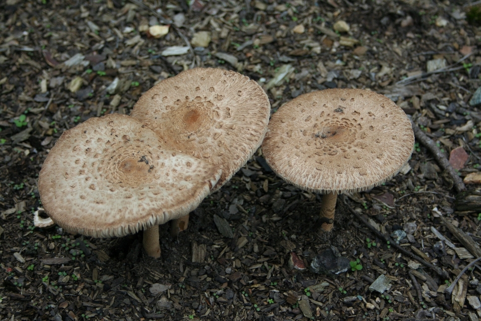 Foresta pianta autunno muschio
