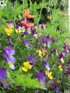 Blossom plant meadow stem Photo