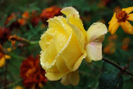 Water nature blossom drop Photo