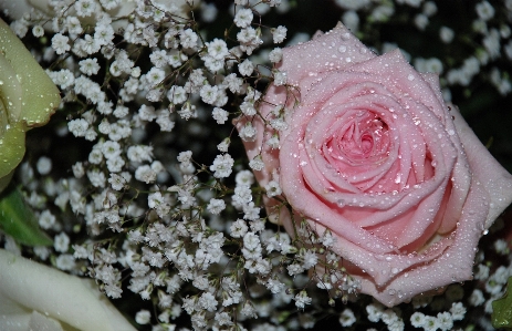 Water nature blossom drop Photo