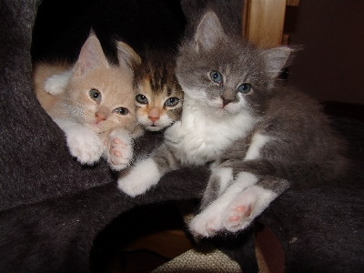 Foto Gattino gatto mammifero basettoni
