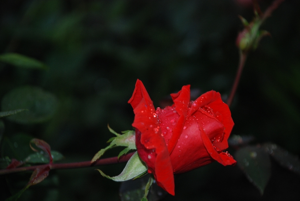 Naturaleza planta hoja flor