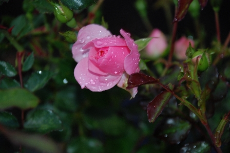 Water nature blossom dew Photo