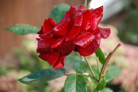 Water nature drop plant Photo