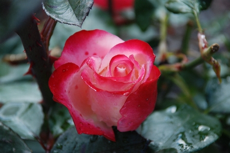 Water nature blossom drop Photo