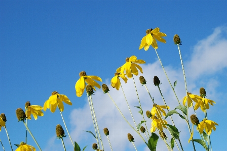 Nature blossom plant sky Photo