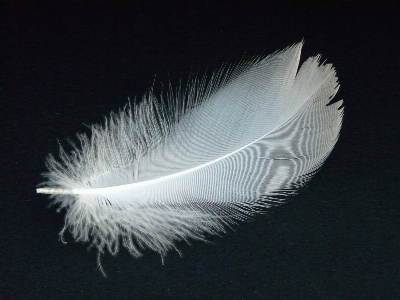 Bird wing white fly Photo