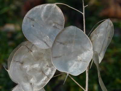 Nature branch plant leaf Photo