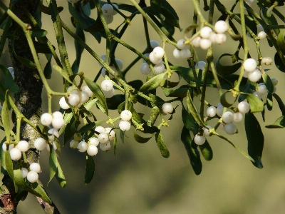 Tree nature branch blossom Photo