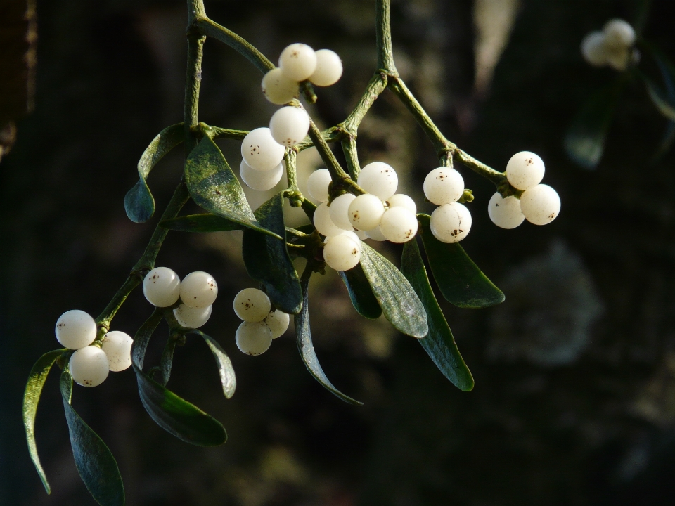 Tree nature branch blossom