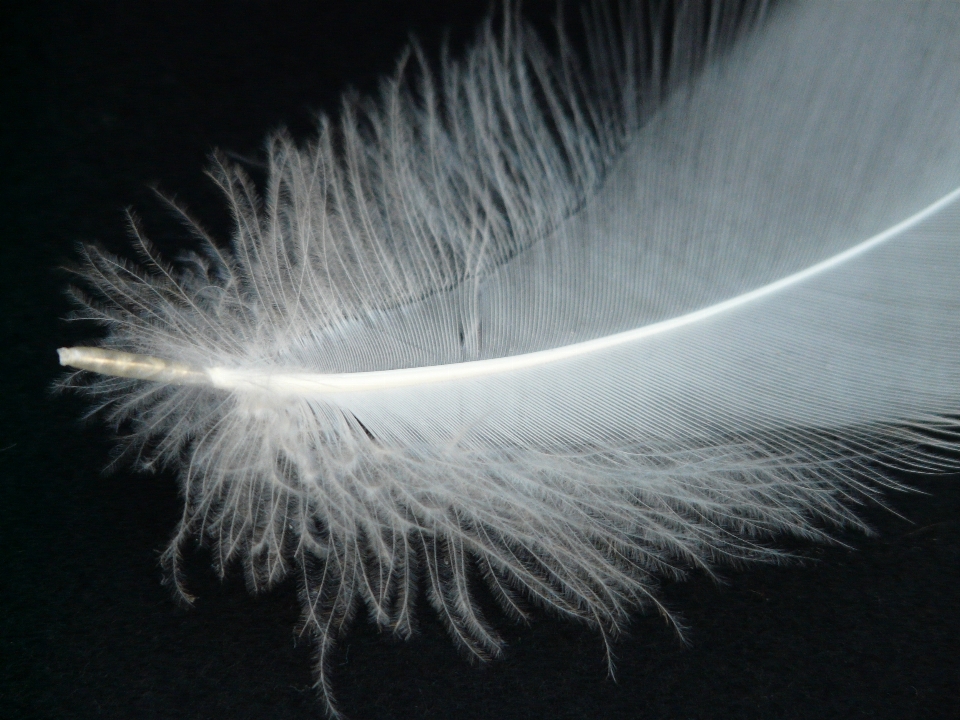 Bird wing white fly