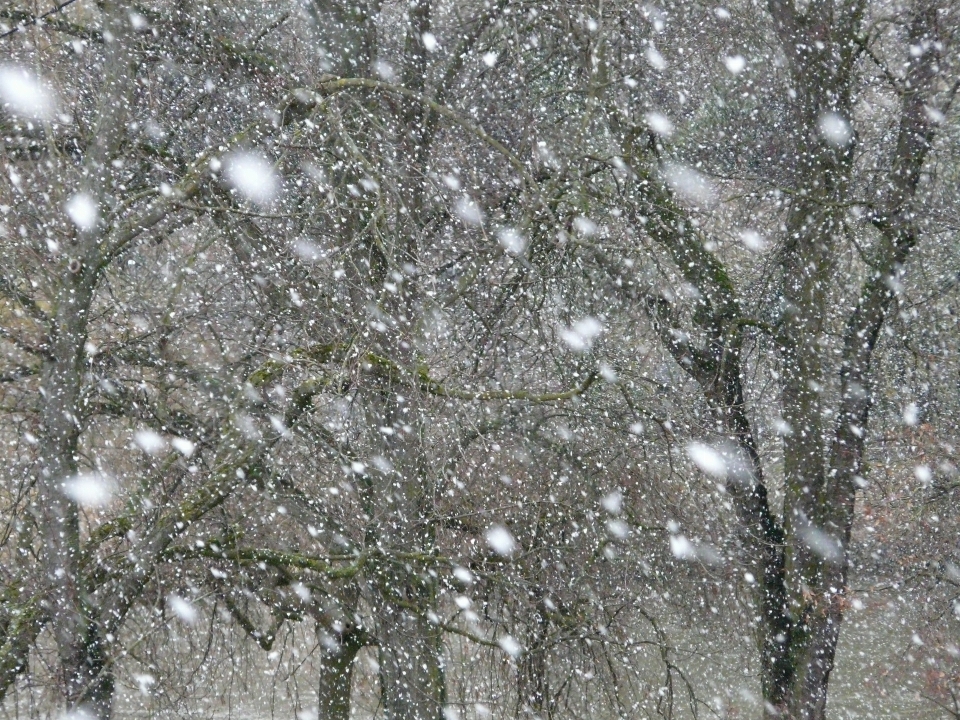 木 ブランチ 雪 寒い