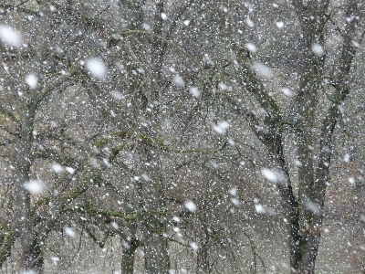 Photo Arbre bifurquer neige froid