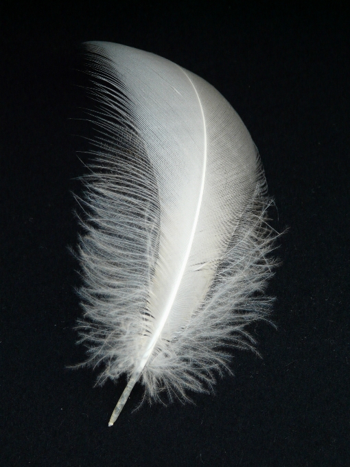 Bird wing white fly