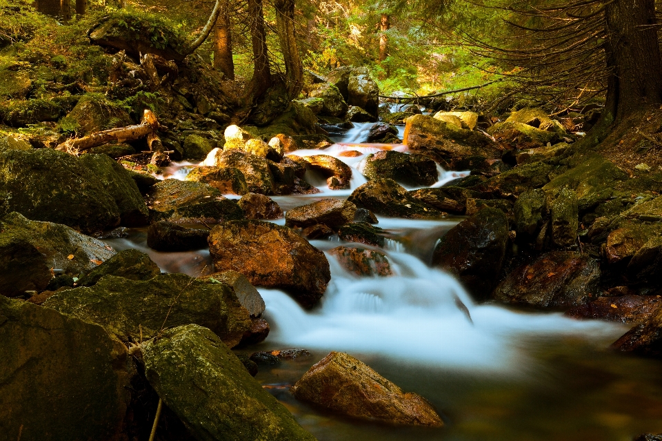 пейзаж дерево вода природа