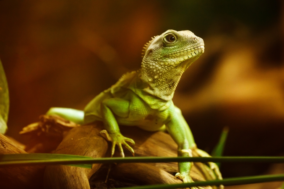 Animal fauna silvestre zoo verde