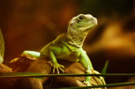 動物 野生動物 動物園 緑 写真