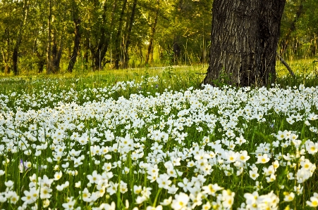 Nature forest grass plant Photo