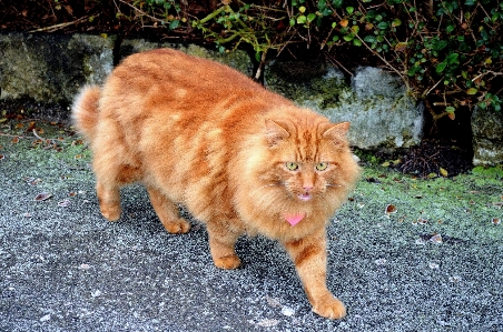 Foto Animal bicho de estimação gatinho gato