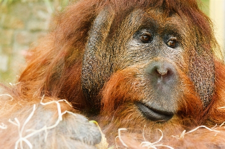 Nature hair animal male Photo