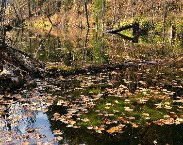 Landscape tree water nature Photo