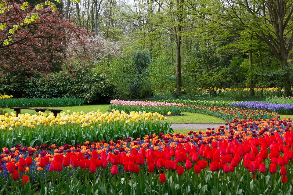 Natur blüte anlage feld