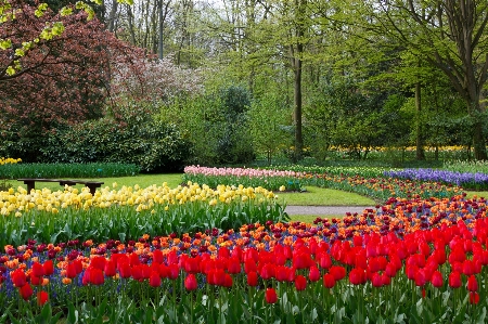 Nature blossom plant field Photo