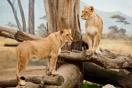 Foto Animale femmina animali selvatici selvaggio