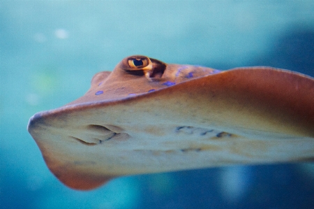 Sea water ocean ray Photo