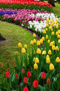 Plant field flower petal Photo