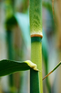 Tree nature grass branch Photo