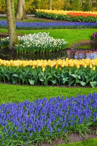 Plant field flower petal Photo