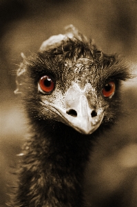 鳥 動物 見ている 野生動物 写真