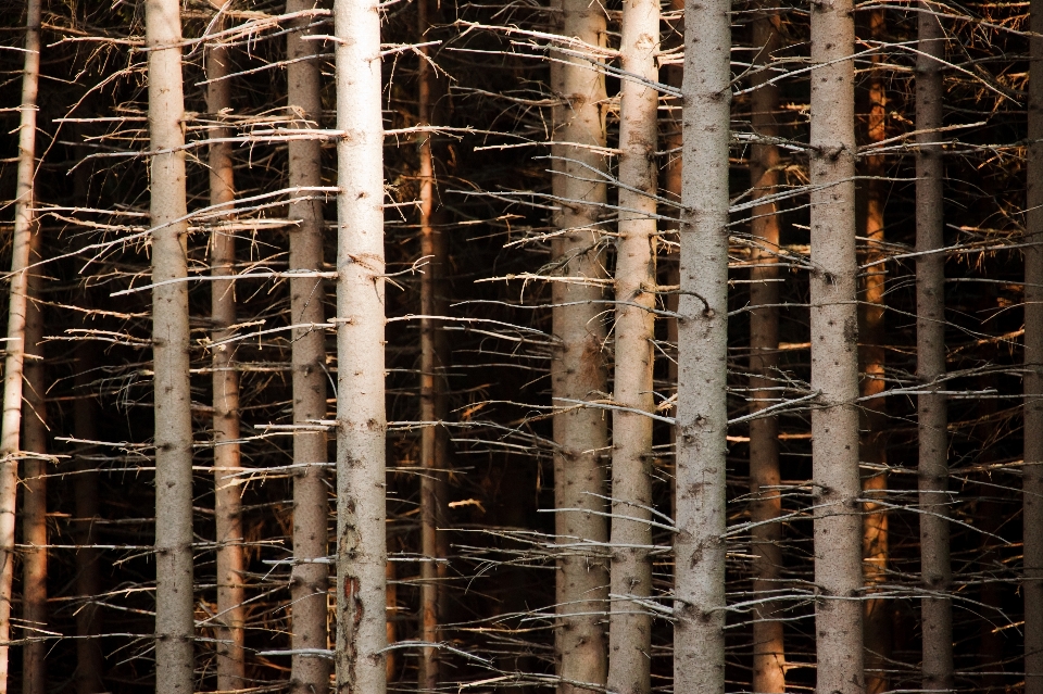 Tree nature forest branch