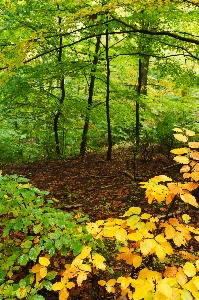 Landscape tree nature forest Photo