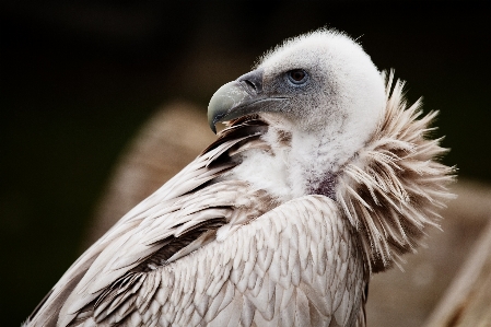 Bird wing animal wildlife Photo