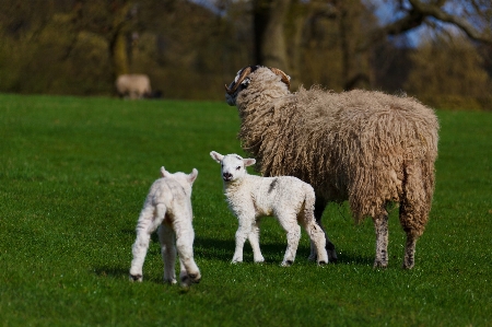 Grass field farm meadow Photo