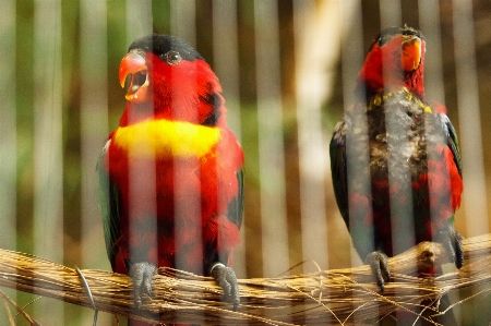 Bird fence animal fly Photo