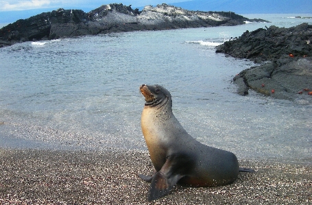 Beach sea coast ocean Photo