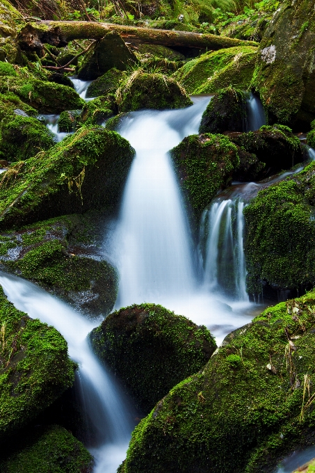 Paisaje agua naturaleza bosque