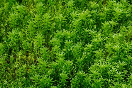 Nature forest grass abstract Photo