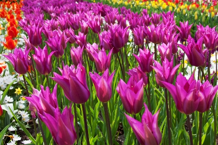 Plant flower purple petal Photo