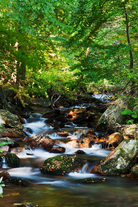 Landscape tree water nature