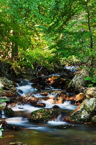 Landscape tree water nature Photo