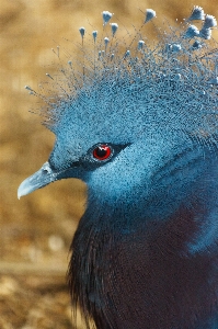 鳥 羽 動物 見ている 写真