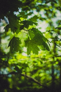 Tree nature forest branch Photo