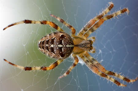 Web insect macro closeup Photo